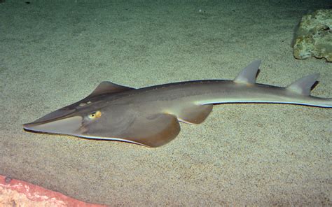 biggest fish in philippines|Philippine guitarfish .